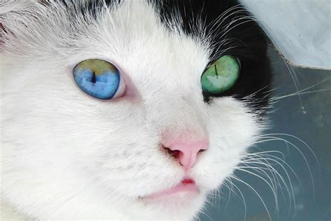 heterochromia eyes cat